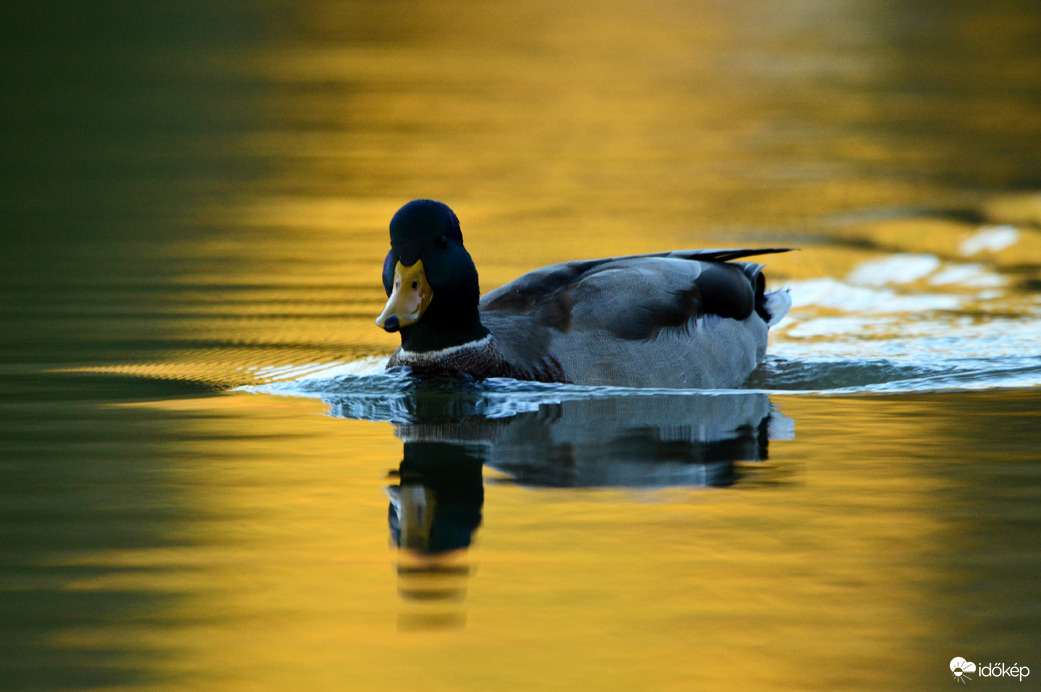 Bocs hogy beleúsztam. :)