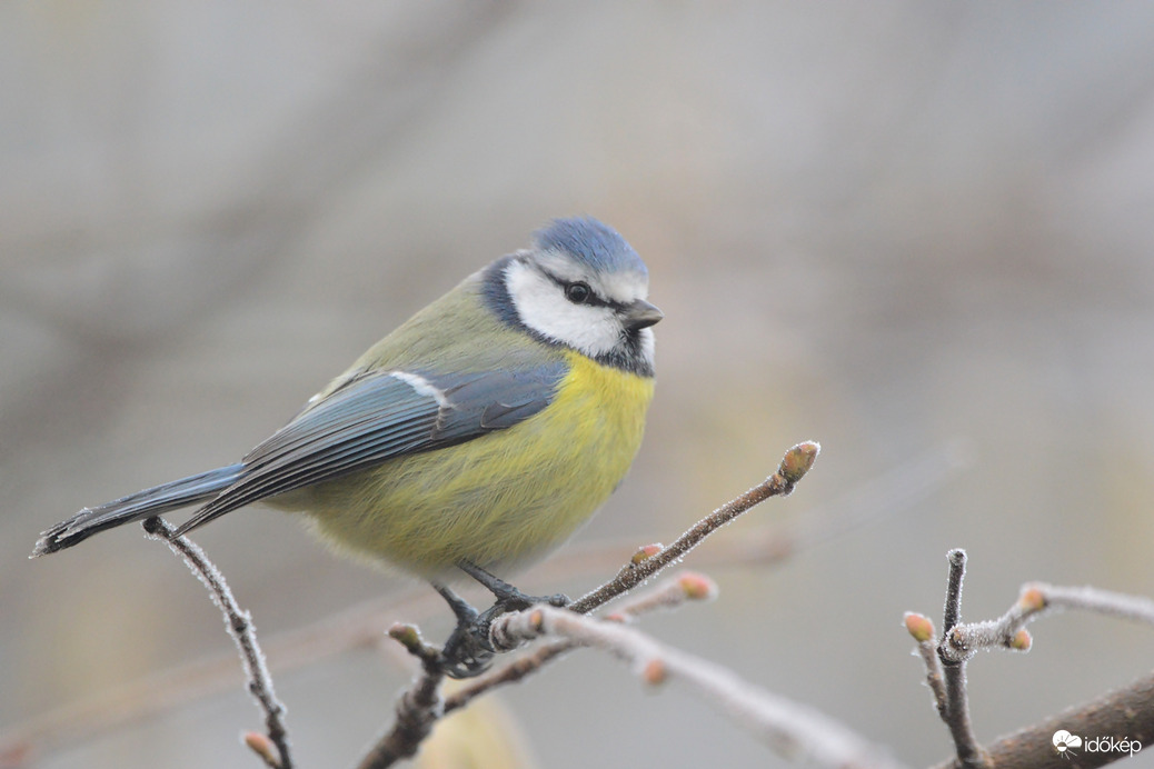 Kéksapkás a hideg reggelen.