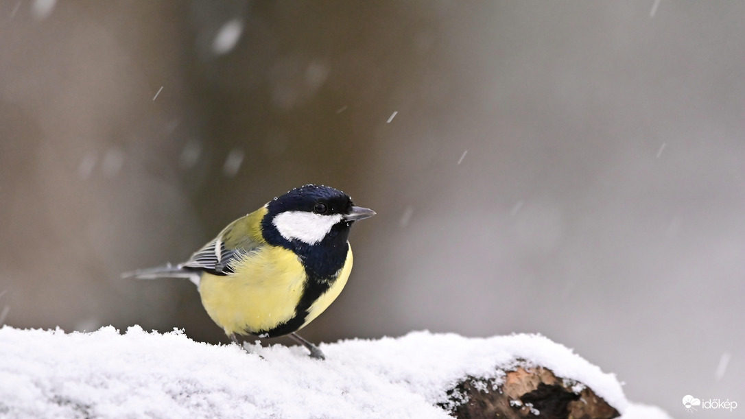 Ismét behavazódunk. :)