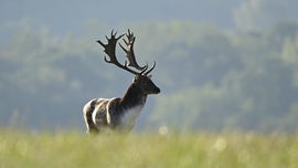 Reggeli fényárban.