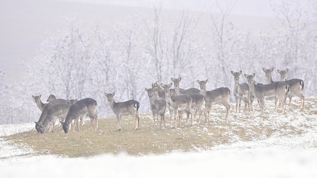 Vagyunk egy páran...