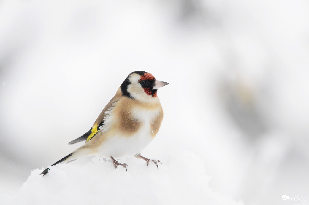 Jól behavazódtunk.