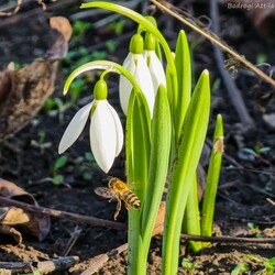 Hódmezővásárhely