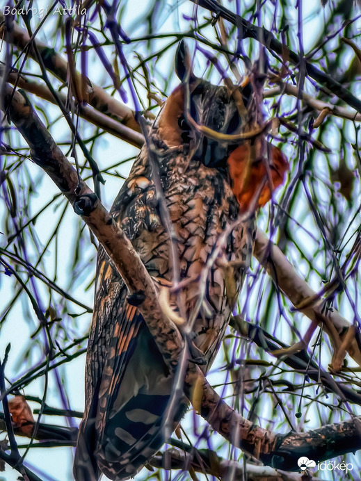 Hódmezővásárhely