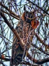 Hódmezővásárhely