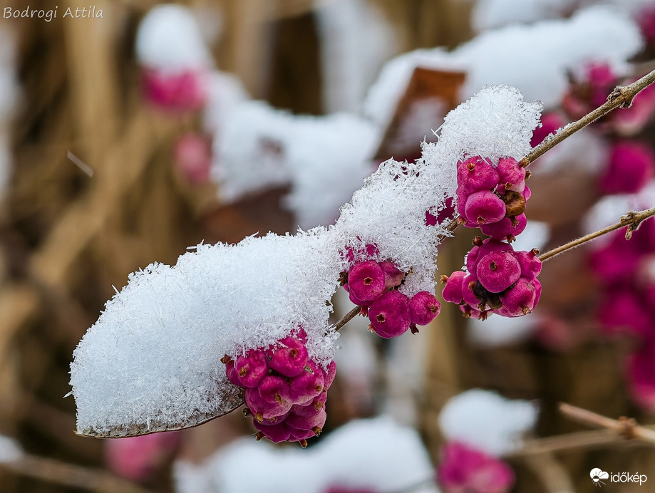 Hódmezővásárhely