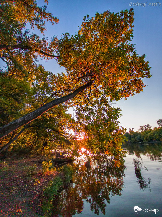 Meghajlottan az ősz előtt