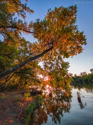 Meghajlottan az ősz előtt