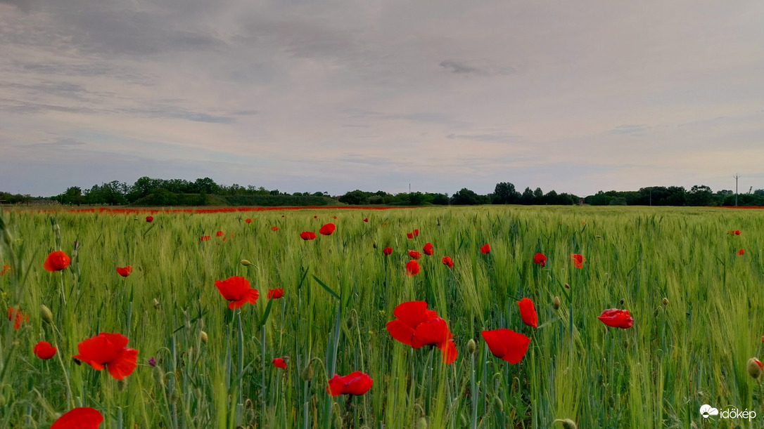 Észlelési fényképek