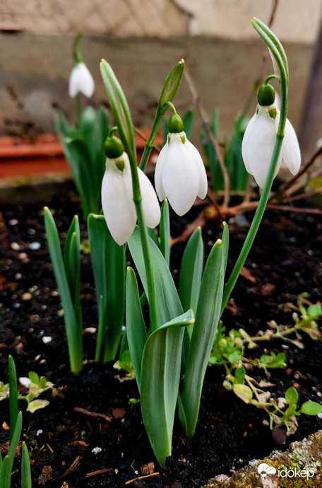 Észlelési fényképek