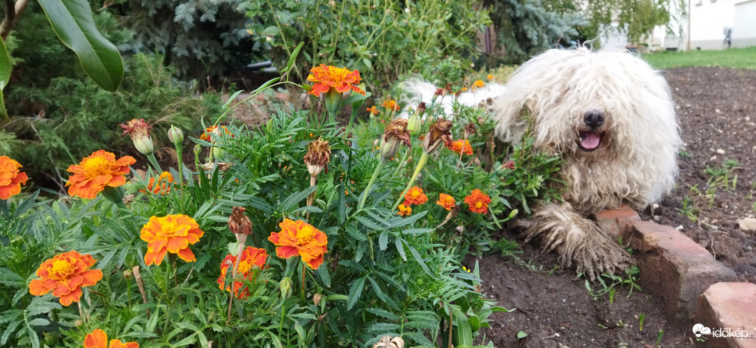 Aki a virágot szereti, rossz kutya nem lehet