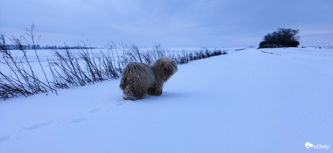 Fehér puli a hóban, avagy a magyar jegesmedve