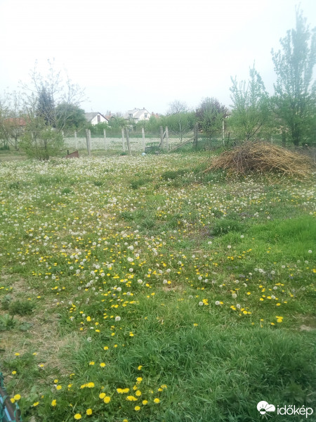 Fehérgyarmat