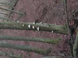 Bükkfa-taplók egy bükk törzsén 