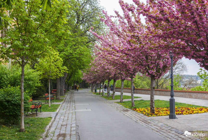 Tóth Árpád sétány 