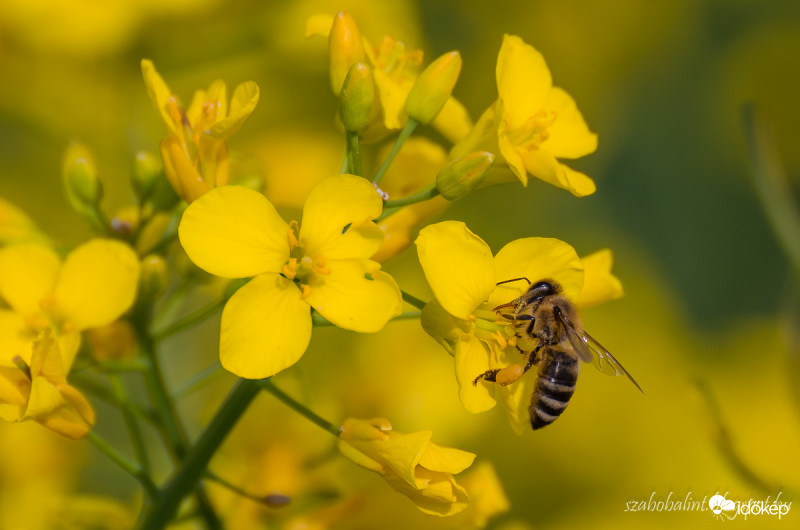 Virágzik a repce