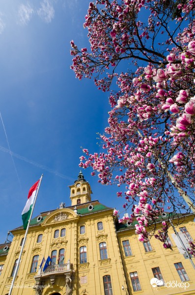 Kivirágzott Szeged híres magnóliafája