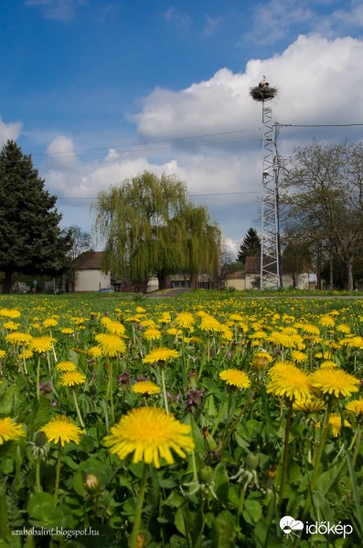 Gólyapár Szegeden tavaszi virágszőnyeggel. :)