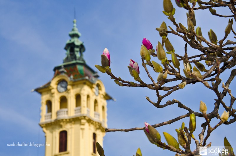 Virágzik a liliomfa Szegeden. :)