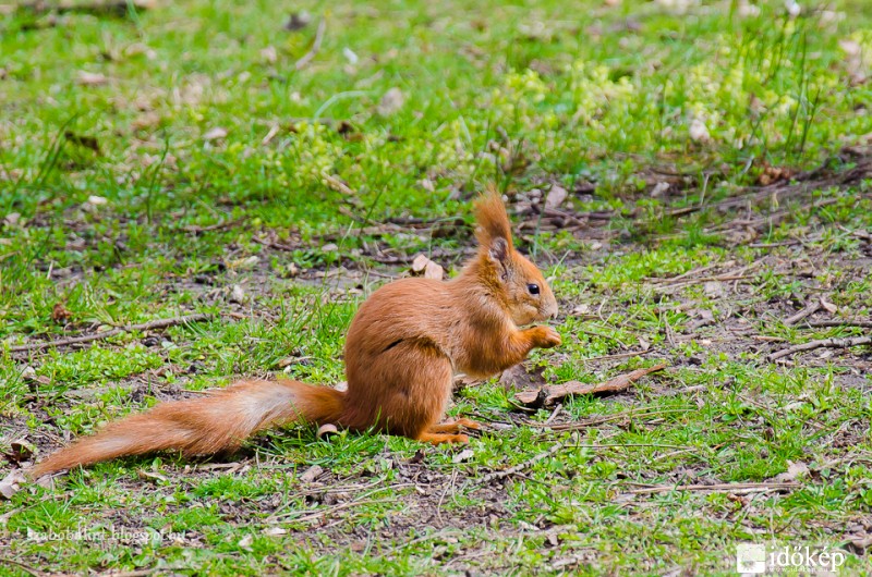 Mókus a Margit-szigeten