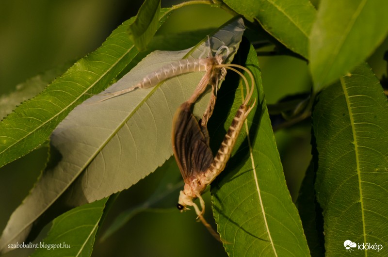 Kérész vedlés közben ma késő délután Szegednél.