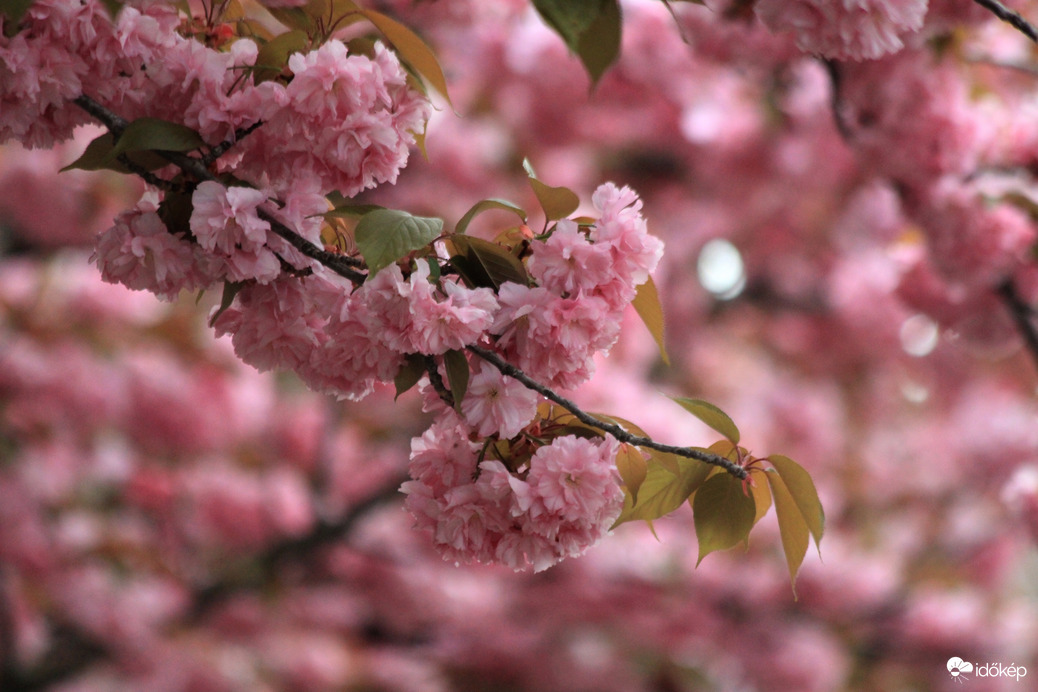 Budapest, Tóth Árpád sétányon