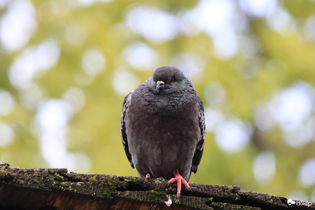 Budapest, Tóth Árpád sétány galambja :)