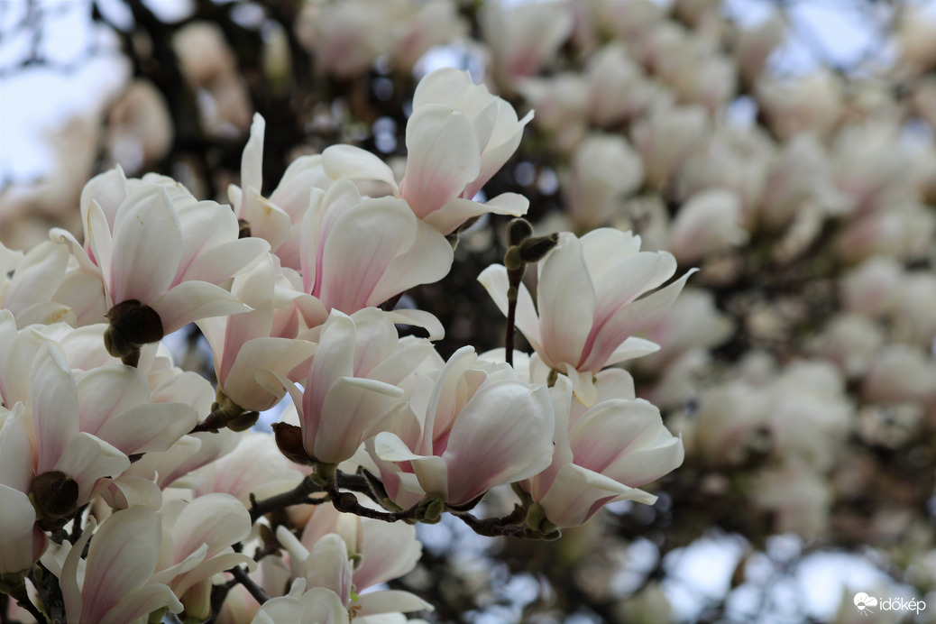 Magnólia 