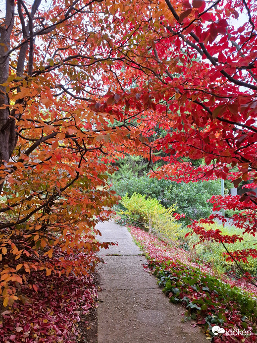 Őszi színkavalkád 