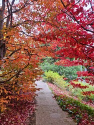 Őszi színkavalkád 