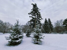 Margitszigeti séta a hóban 