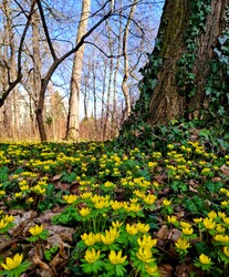 Téltemető virágzás a Margitszigeten 