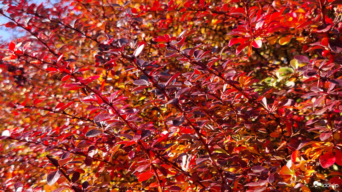 Vöröslő ősz