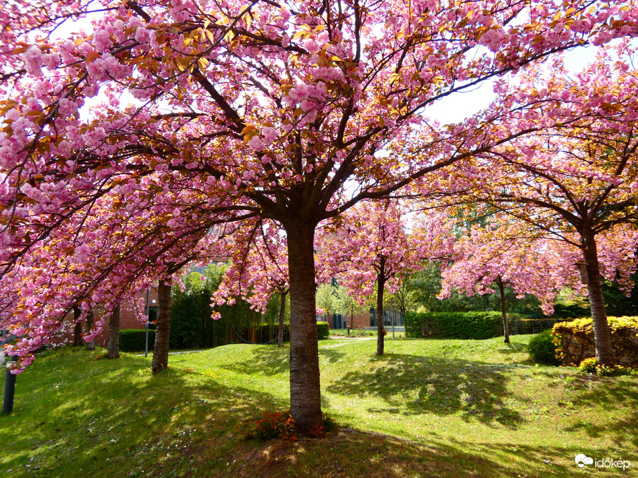 Virágzó cseresznyefák 