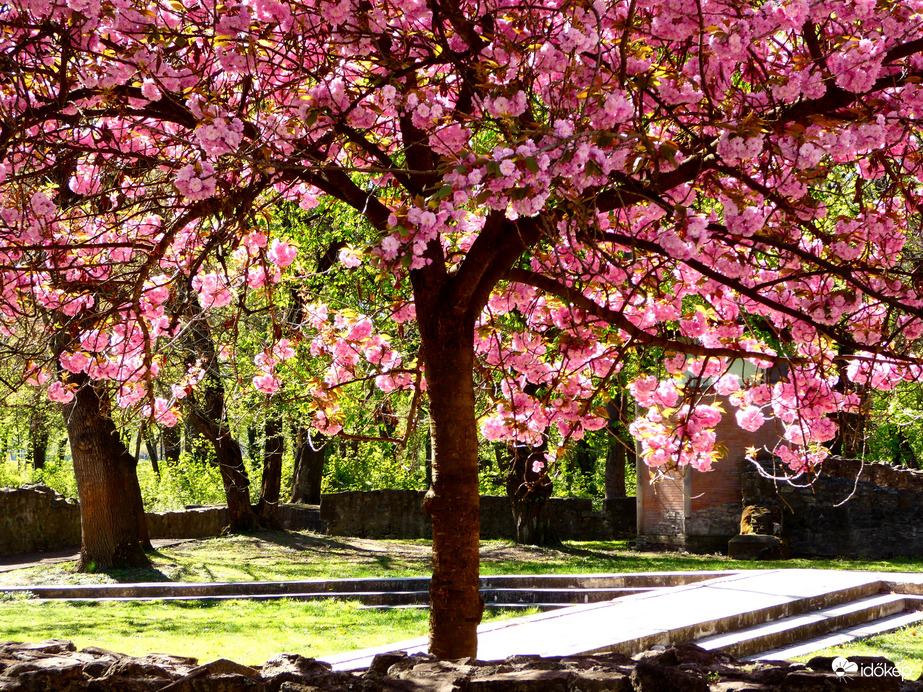 Cseresznyefa virágzás a Margitszigeten 