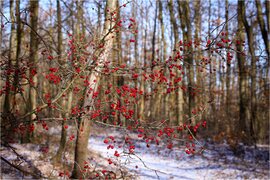 Téli erdő piros gyöngyei
