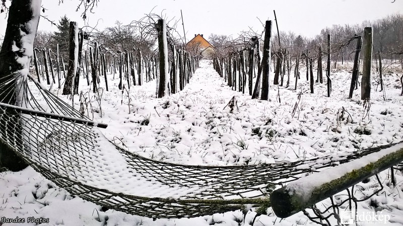Függőágy a szőlősor mellet