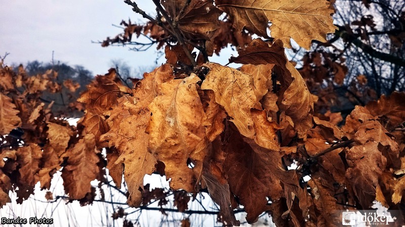 Az ősz színei még februárban is ;)
