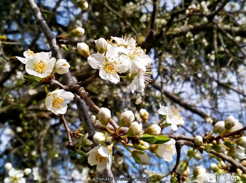 Virágzik a vadszilva