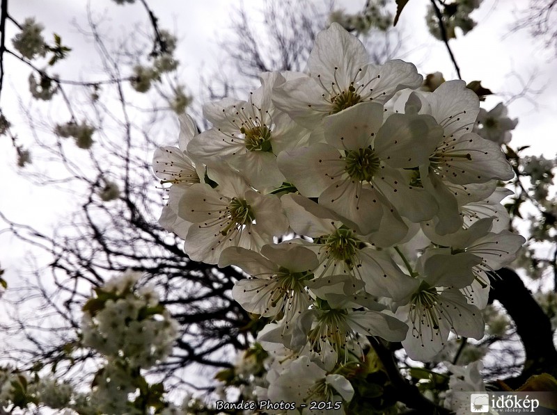 Cseresznyevirágzás