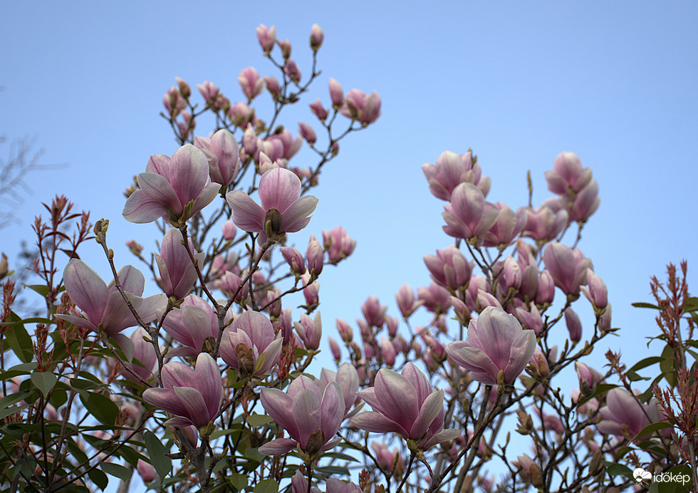 Nyílik a magnólia