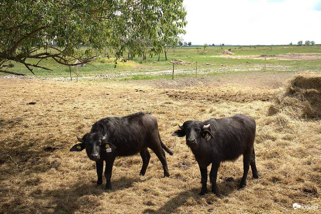 Természet