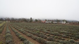 Téli pihenő a levendulamezőn