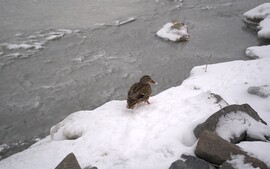 Térdig hóban :))))