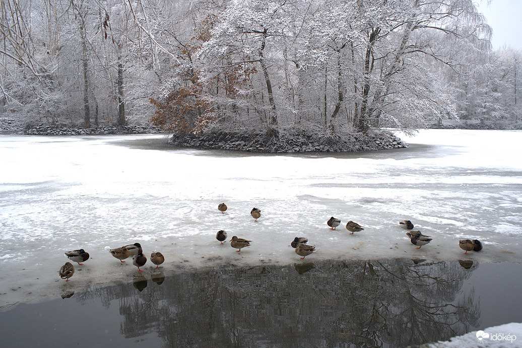 Fél lábon alszanak :)