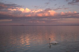 Rózsaszín álom :)))