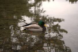 Egy városi kacsa :)))