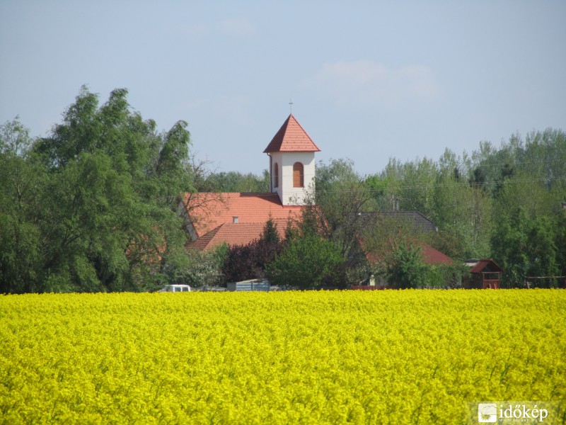 virágzik a repce