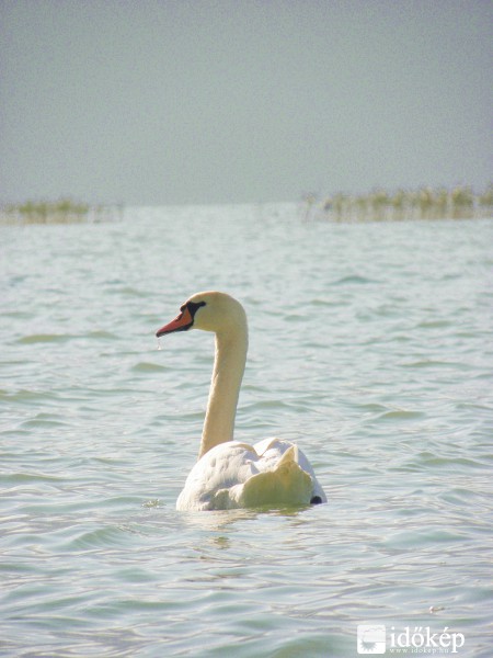 Hattyú
