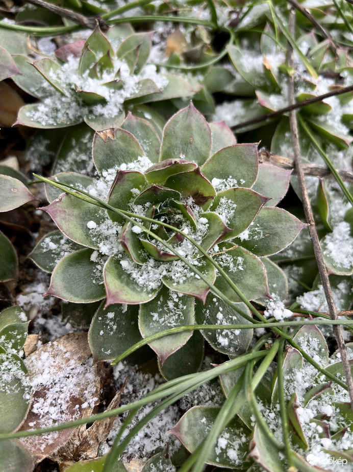 Kövirózsák hó hintéssel